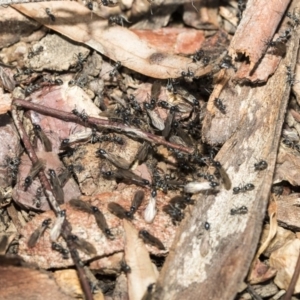 Iridomyrmex mayri at Bruce, ACT - 5 May 2020 01:10 PM