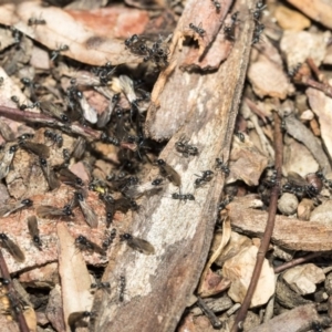 Iridomyrmex mayri at Bruce, ACT - 5 May 2020 01:10 PM