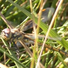 Hemicordulia tau (Tau Emerald) at Griffith, ACT - 5 May 2020 by MichaelMulvaney