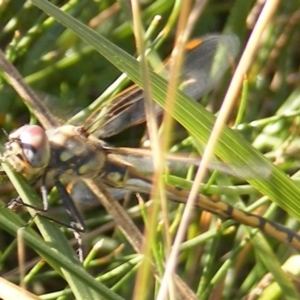 Hemicordulia tau at Griffith, ACT - 5 May 2020