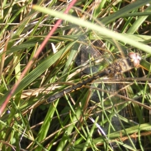 Hemicordulia tau at Griffith, ACT - 5 May 2020