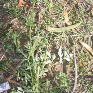 Bidens subalternans at Chifley, ACT - 11 May 2020