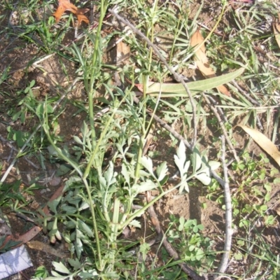 Bidens subalternans (Greater Beggars Ticks) at Chifley, ACT - 11 May 2020 by MichaelMulvaney