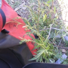 Bidens subalternans at Chifley, ACT - 11 May 2020