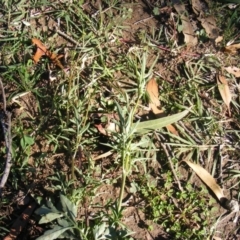 Bidens subalternans at Chifley, ACT - 11 May 2020