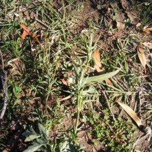 Bidens subalternans at Chifley, ACT - 11 May 2020 02:13 PM