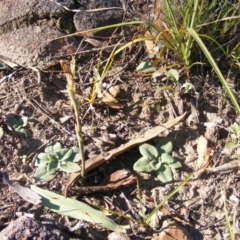 Diplodium sp. (A Greenhood) at Little Taylor Grasslands - 11 May 2020 by MichaelMulvaney