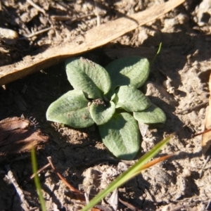 Diplodium sp. at Kambah, ACT - suppressed