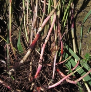 Sorghum halepense at Macgregor, ACT - 6 May 2020 02:11 PM