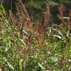 Sorghum halepense at Macgregor, ACT - 6 May 2020 02:11 PM