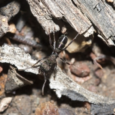 Rhytidoponera metallica (Greenhead ant) at Bruce Ridge to Gossan Hill - 4 May 2020 by AlisonMilton