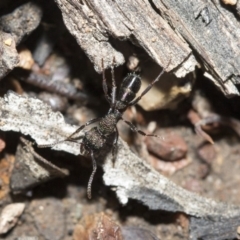 Rhytidoponera metallica (Greenhead ant) at Bruce, ACT - 4 May 2020 by AlisonMilton