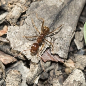 Aphaenogaster longiceps at Point 5828 - 5 May 2020