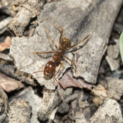 Aphaenogaster longiceps (Funnel ant) at Bruce, ACT - 4 May 2020 by AlisonMilton