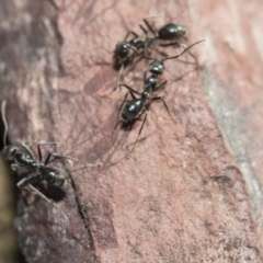 Iridomyrmex mayri at Gossan Hill - 5 May 2020 by AlisonMilton