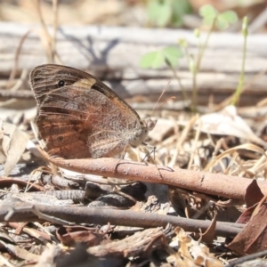 Heteronympha merope at Dunlop, ACT - 27 Feb 2020