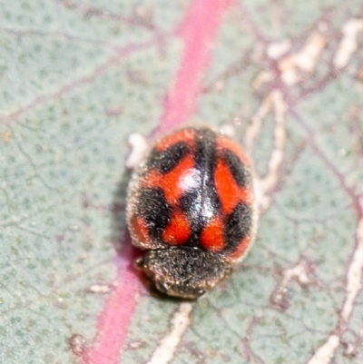 Rodolia cardinalis (Vedalia Beetle or Cardinal Ladybird) at Dunlop, ACT - 12 May 2020 by Roger