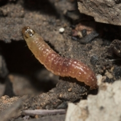 Lepidoptera unclassified IMMATURE (caterpillar or pupa or cocoon) at Bruce, ACT - 5 May 2020 by AlisonMilton