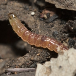 Lepidoptera unclassified IMMATURE at Bruce, ACT - 5 May 2020