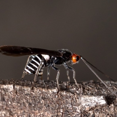 Callibracon capitator (White Flank Black Braconid Wasp) at Dunlop, ACT - 12 May 2020 by Roger