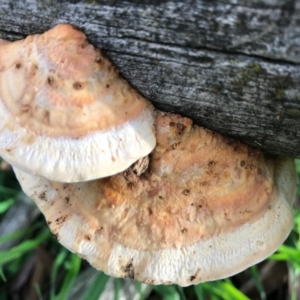 Truncospora ochroleuca at Dunlop, ACT - 8 May 2020