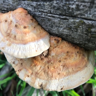 Truncospora ochroleuca at Dunlop, ACT - 7 May 2020 by Jar