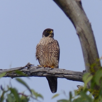 Falco peregrinus (Peregrine Falcon) at Black Range, NSW - 12 May 2020 by MatthewHiggins