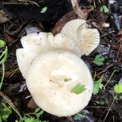 Lepiota s.l. at Hughes Garran Woodland - 29 Apr 2020 by ruthkerruish