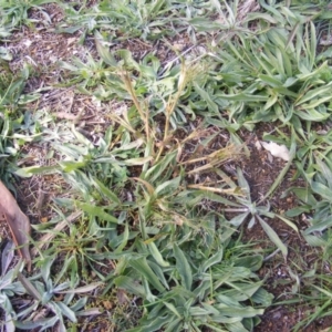 Panicum capillare/hillmanii at Fraser, ACT - 12 May 2020