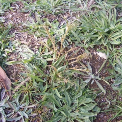 Panicum capillare/hillmanii (Exotic/Invasive Panic Grass) at Fraser, ACT - 12 May 2020 by MichaelMulvaney