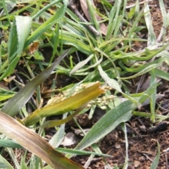 Panicum capillare/hillmanii at Fraser, ACT - 12 May 2020