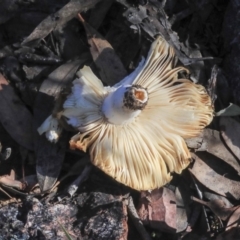 Russula sp. (Russula) at Bruce Ridge to Gossan Hill - 4 May 2020 by AlisonMilton