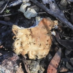 Russula sp. at Bruce, ACT - 5 May 2020