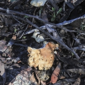 Russula sp. (genus) at Bruce, ACT - 5 May 2020