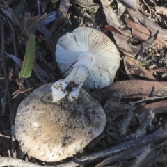 zz agaric (stem; gills white/cream) at Bruce, ACT - 4 May 2020 by AlisonMilton