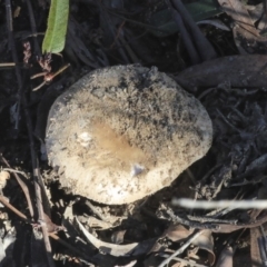 zz agaric (stem; gills white/cream) at Bruce, ACT - 5 May 2020