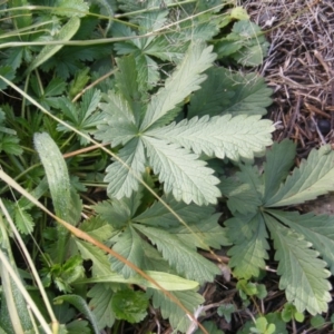 Potentilla recta at Fraser, ACT - 12 May 2020