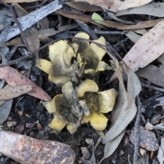 Scleroderma sp. (Scleroderma) at Bruce Ridge to Gossan Hill - 5 May 2020 by AlisonMilton