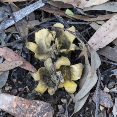 Scleroderma sp. (Scleroderma) at Bruce, ACT - 5 May 2020 by Alison Milton