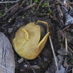 Scleroderma sp. (Scleroderma) at Bruce Ridge to Gossan Hill - 5 May 2020 by AlisonMilton