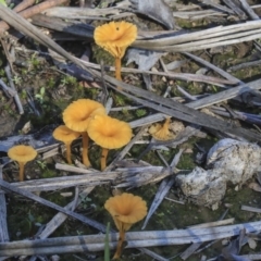 Lichenomphalia chromacea (Yellow Navel) at Gossan Hill - 5 May 2020 by Alison Milton