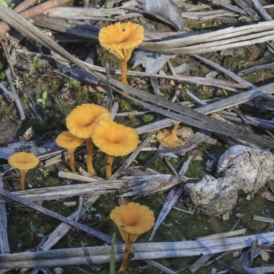 Lichenomphalia chromacea (Yellow Navel) at Bruce, ACT - 5 May 2020 by Alison Milton