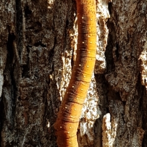 Lepidoptera unclassified IMMATURE moth at Forde, ACT - 12 May 2020