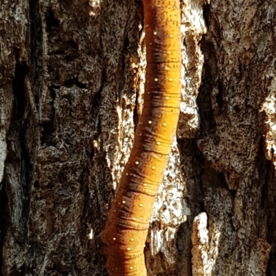 Lepidoptera unclassified IMMATURE (caterpillar or pupa or cocoon) at Forde, ACT - 12 May 2020 by trevorpreston