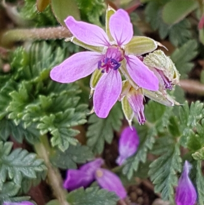 Erodium cicutarium (Common Storksbill, Common Crowfoot) at Forde, ACT - 12 May 2020 by trevorpreston