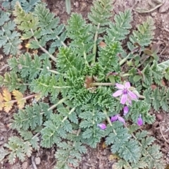 Erodium cicutarium at Forde, ACT - 12 May 2020 12:27 PM