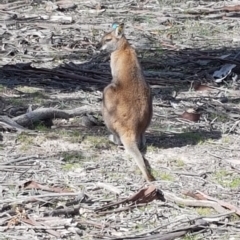 Notamacropus rufogriseus (Red-necked Wallaby) at Amaroo, ACT - 12 May 2020 by trevorpreston