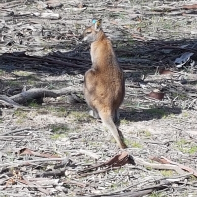 Notamacropus rufogriseus (Red-necked Wallaby) at Amaroo, ACT - 12 May 2020 by tpreston