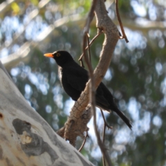 Turdus merula (Eurasian Blackbird) at Kambah, ACT - 10 May 2020 by MatthewFrawley