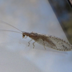 Micromus tasmaniae (Tasmanian Brown Lacewing) at Jerrabomberra Wetlands - 12 May 2020 by Christine